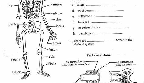 skeletal diagram worksheet
