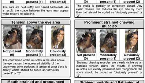 Equine Body Language | Horse care, Horse health, Horse behavior