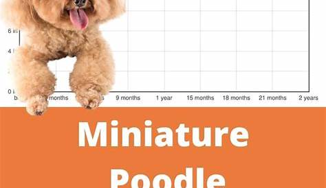 Miniature Poodle Height+Growth Chart - How Tall Will My Miniature Poodle Grow? | The Goody Pet