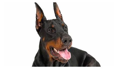 Doberman Ear Cropping - How It Affects Your Dog