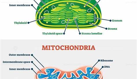 Chloroplast And Mitochondria Worksheet