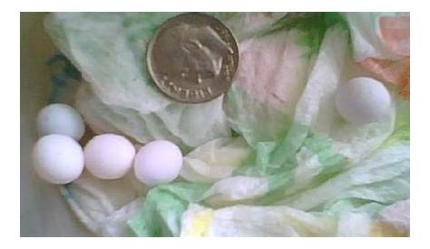 Reptile Eggs Identification | Kingsnake.com - Herpforum - Are these