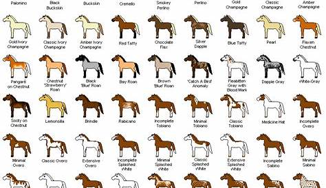lockwood horses: horse colors