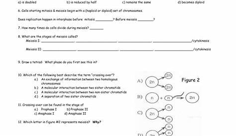meiosis reading worksheet answers