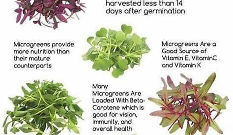 printable microgreens nutrition chart