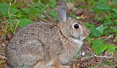 Cottontail Rabbit - Natural History on the Net