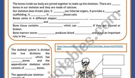 skeletal system printable worksheets