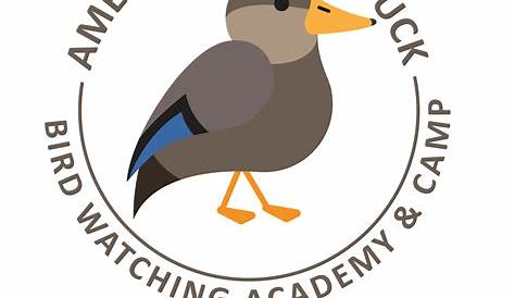 American Black Duck - Bird Watching Academy