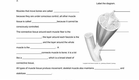 Anatomy Of Muscle Tissue Worksheet Answers | Anatomy Worksheets