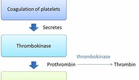 1.3.1 Mechanism of Blood Clotting - SPM Biology