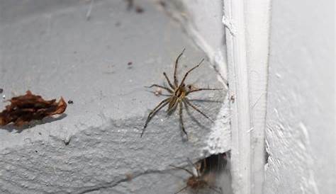 Hi! Would anyone happen to know what this spider is? They appear to