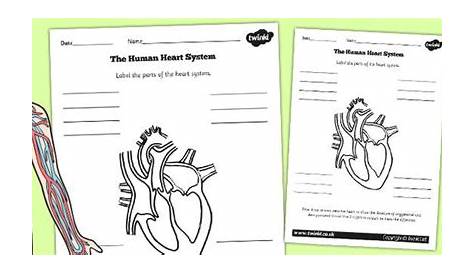 structure of the heart worksheets answers