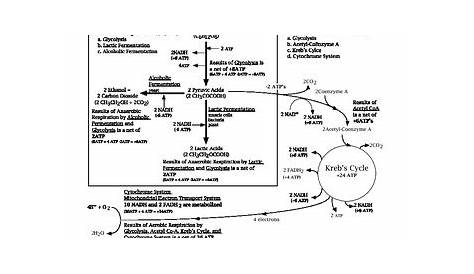 Cellular Respiration Flow Chart by Curtis Lynch | TpT