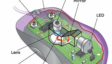 parts of a mouse diagram