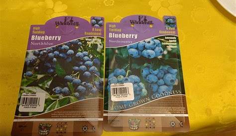 The two blueberries varieties. You need two kinds for good cross