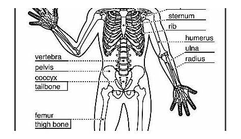 Christian Home School Hub - Skeletal System Teaching Resources and