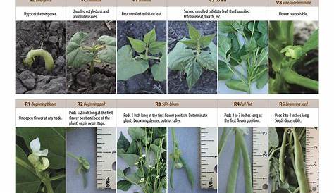 Dry Bean Growth Staging Guide – Manitoba Pulse & Soybean Growers