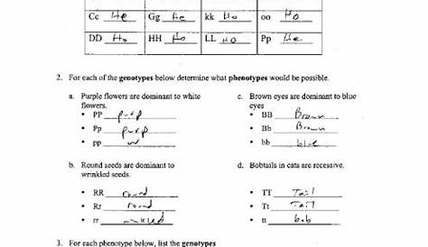 genetics problems worksheet answer key