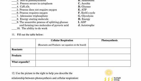 Cellular Respiration Worksheet Answer Key
