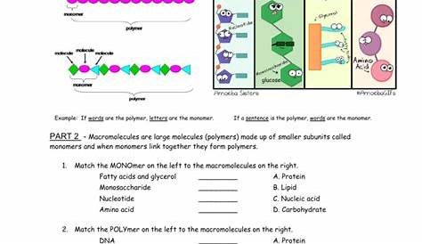 macromolecules worksheets 2