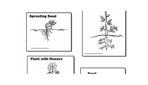 Worksheets: Plant Life Cycle Plants Lesson Plans, Science Lesson Plans