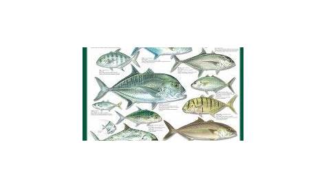 fish of hawaii chart
