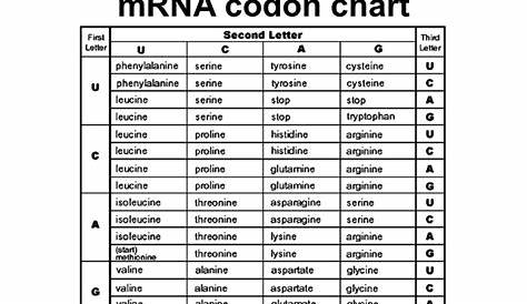 rna codon amino acid chart