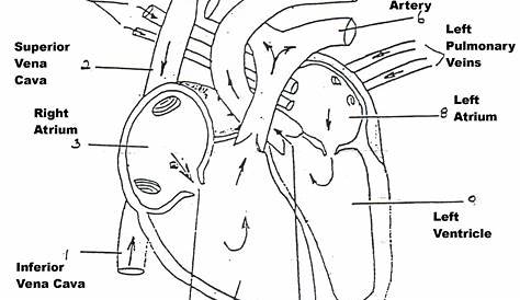 Human heart anatomy | Heart diagram, Anatomy and physiology, Human