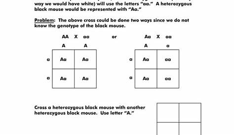 monohybrid mice worksheet answer key