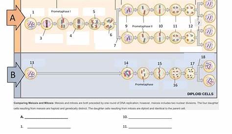mitosis vs. meiosis worksheet