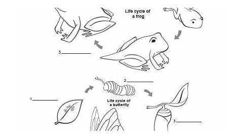 animal life cycle activities