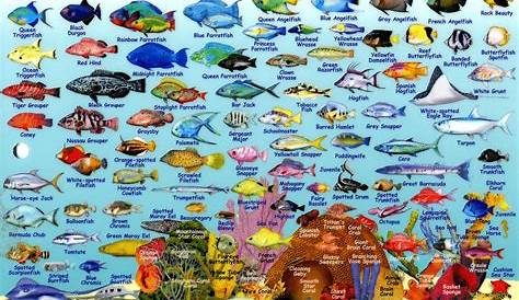 Compact Guide to Bonaire Reef Fish and Creatures | Infolific