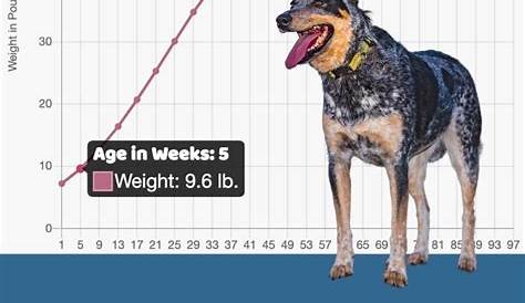 Blue Heeler Size Guide: How Big Do Blue Heelers Get? - Puppy Weight