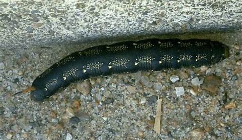 Black Caterpillars: An Identification Guide to Common Species - Owlcation
