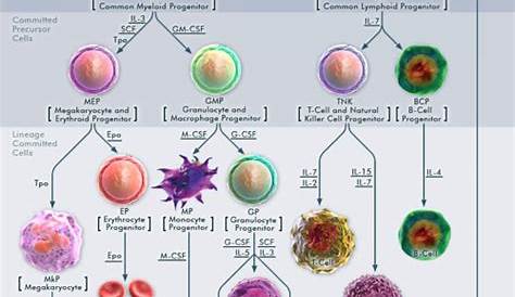 hematopoietic stem cell facts