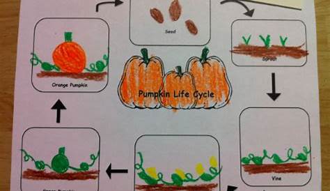 pumpkin life cycle worksheet kindergarten