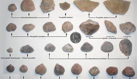 Fossils Of California, Oregon, Utah, So .dakota, And Ohio - Member