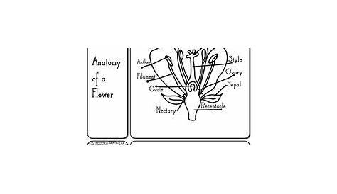 label parts of flower worksheet