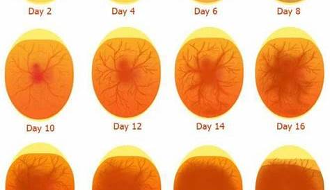 Day 28 Turkey Egg Candling Chart