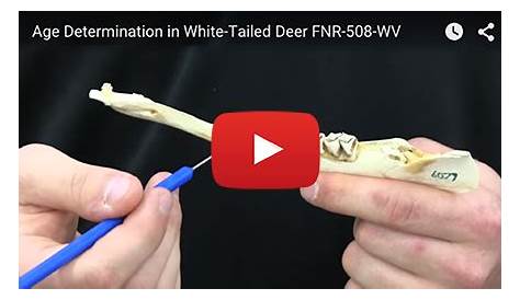 whitetail deer teeth aging chart