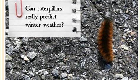 woolly bear caterpillar chart