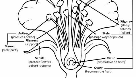 labeled parts of a flower