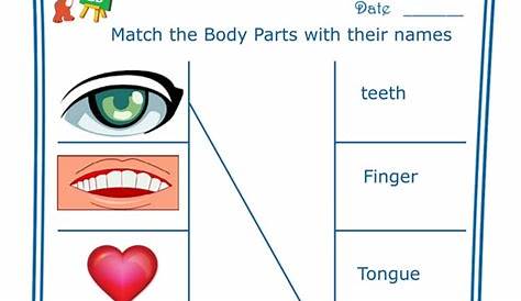 Match The Body Parts With Their Names
