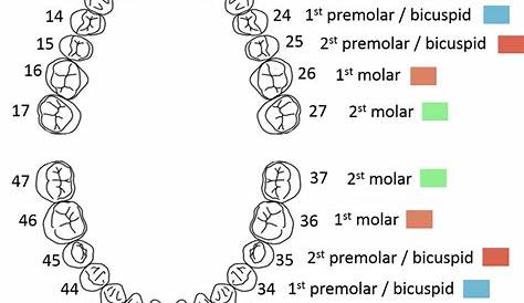 Tooth numbering system and the corresponding color coding. | Download