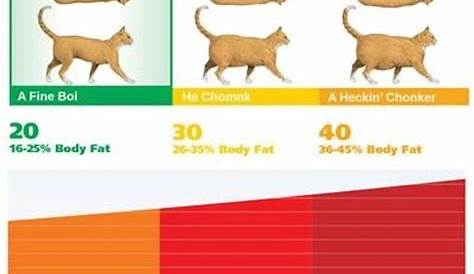 Meowingtons on Instagram: “What is your cat's CHONK level? 🤔⁠ -⁠ #chonk