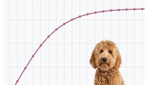 goldendoodle growth chart calculator