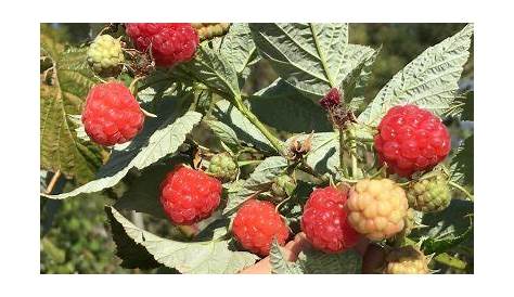 Red raspberries in the field - Agriberry Farm - CSA - Virginia - Maryland