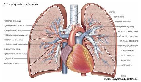 pulmonary and systemic circuits diagram anatomy