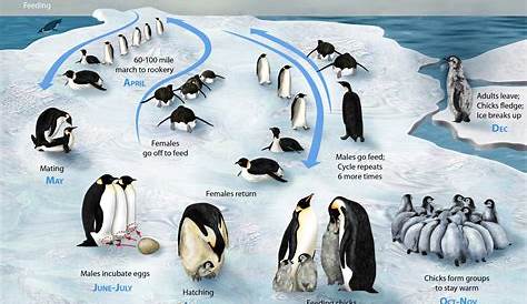 Life cycle of the Emperor Penguin : Aptenodytes forsteri