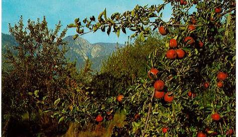 Postcrossing US-2961631 | Postcard of apple harvest time in … | Flickr
